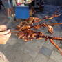 sam_0950.jpg