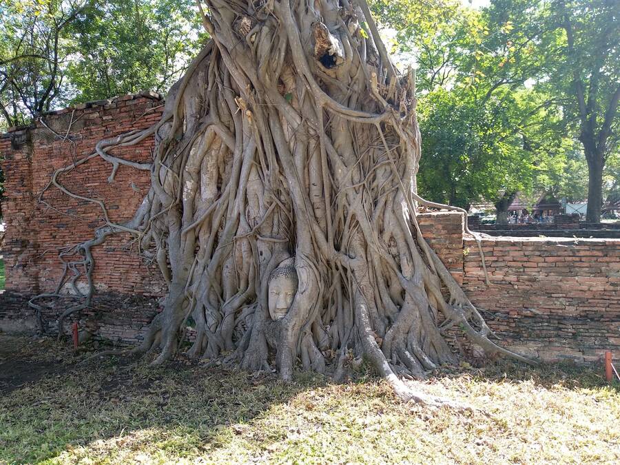 Wat Phra Mahathat a zarostlý Budha. Wat Phra Mahathat a zarostlý Budha.